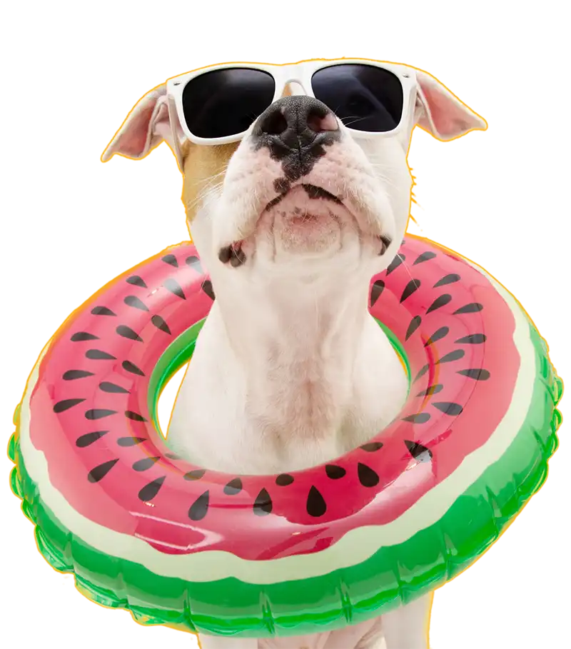 Cute happy dog in a swimming pool